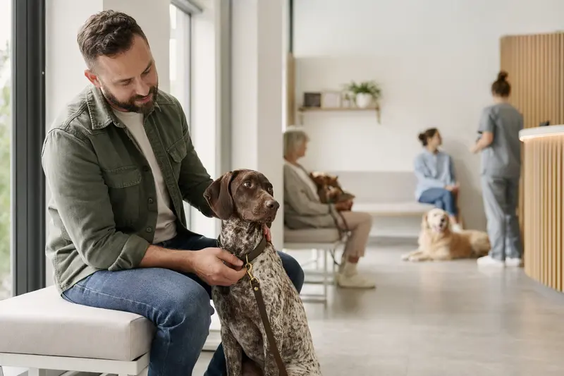 Braque Francais Hund sitzt ruhig neben seinem Besitzer im hellen Wartezimmer einer modernen Tierarztpraxis.